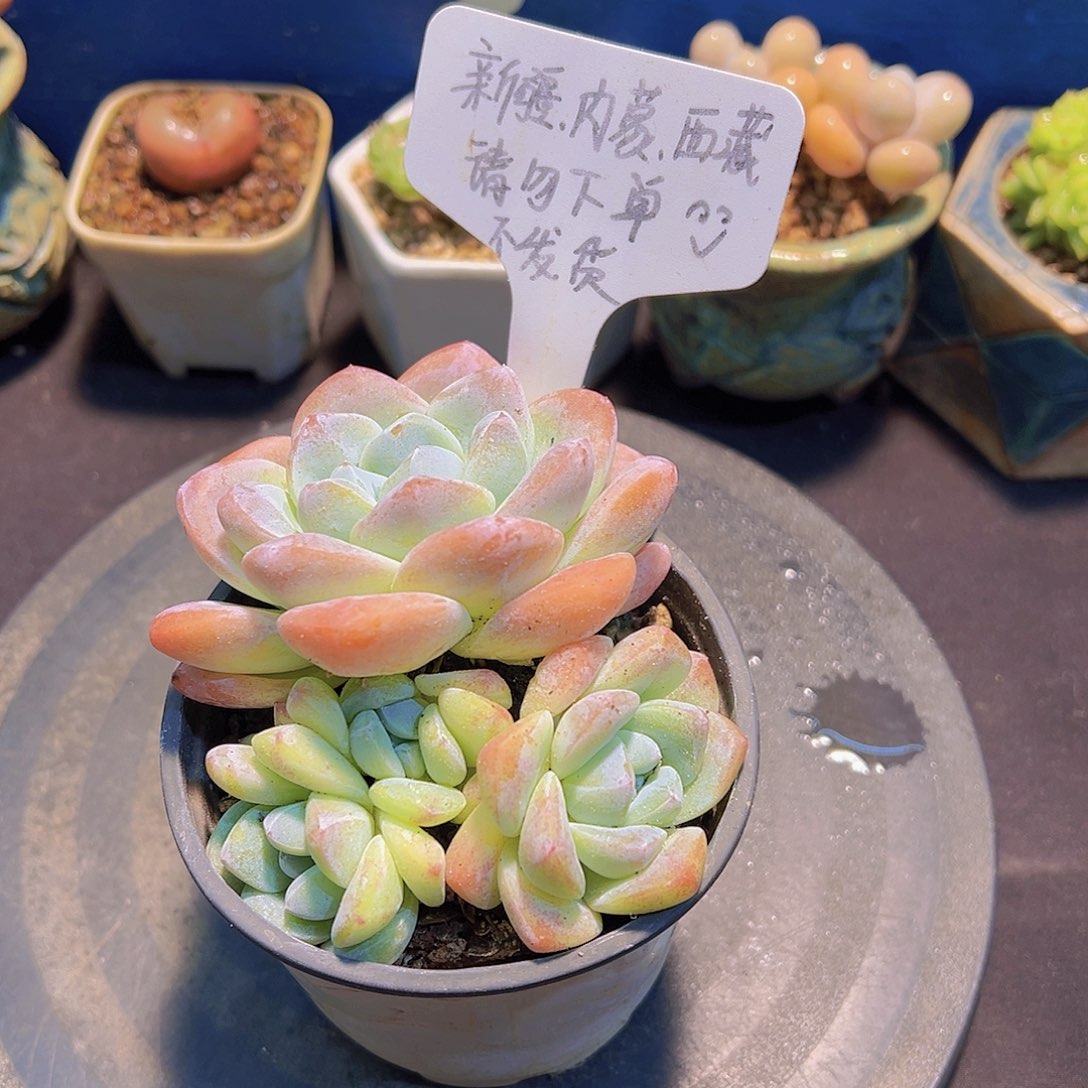 奶油冰玉，多肉植物，