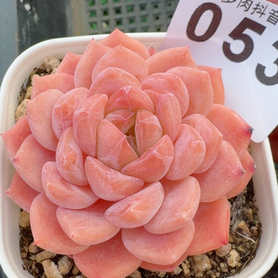 冰魄         多肉植物