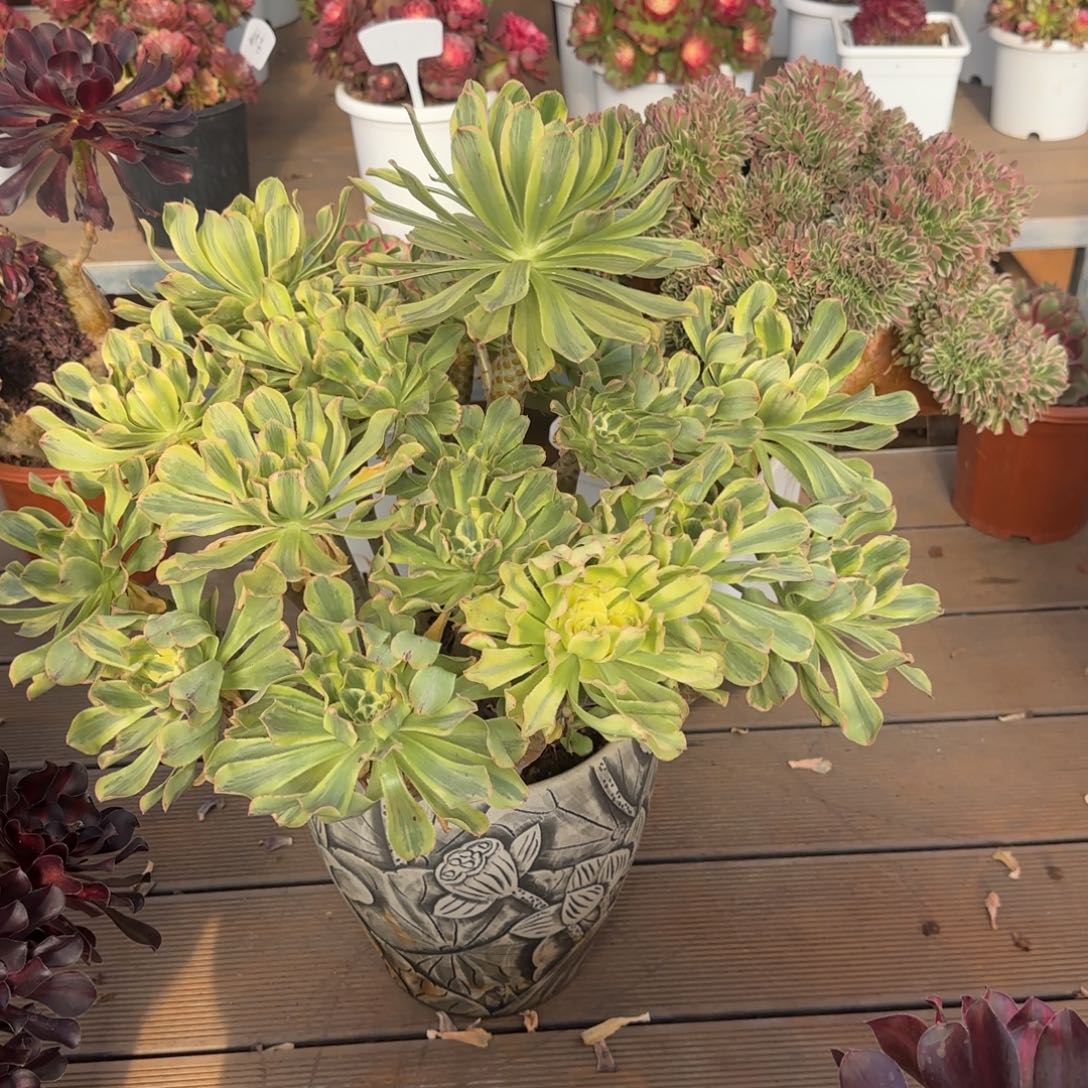 空***菜白凤缀化白兰地物流发货