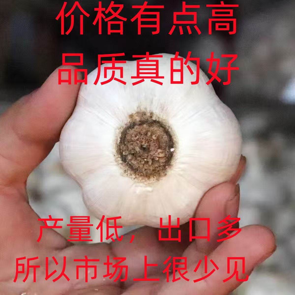 2025正宗苍山大蒜干蒜大蒜头新鲜白皮蒜当季脆辣蒜味浓郁产地批发