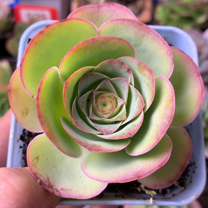 一物一拍星辰落霞006