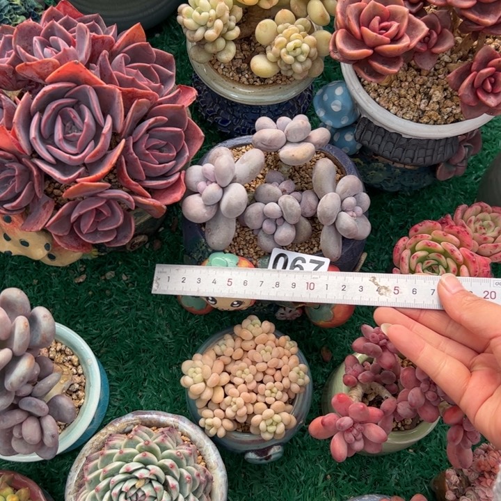 鱼*溪067 多肉植物组合盆栽