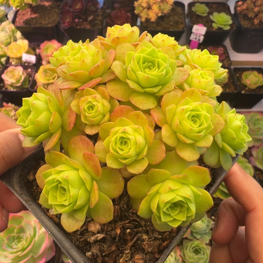 Y746半城玫瑰橘子彤
