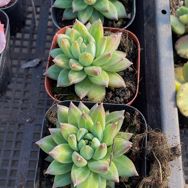 甲骨文带盆土发货