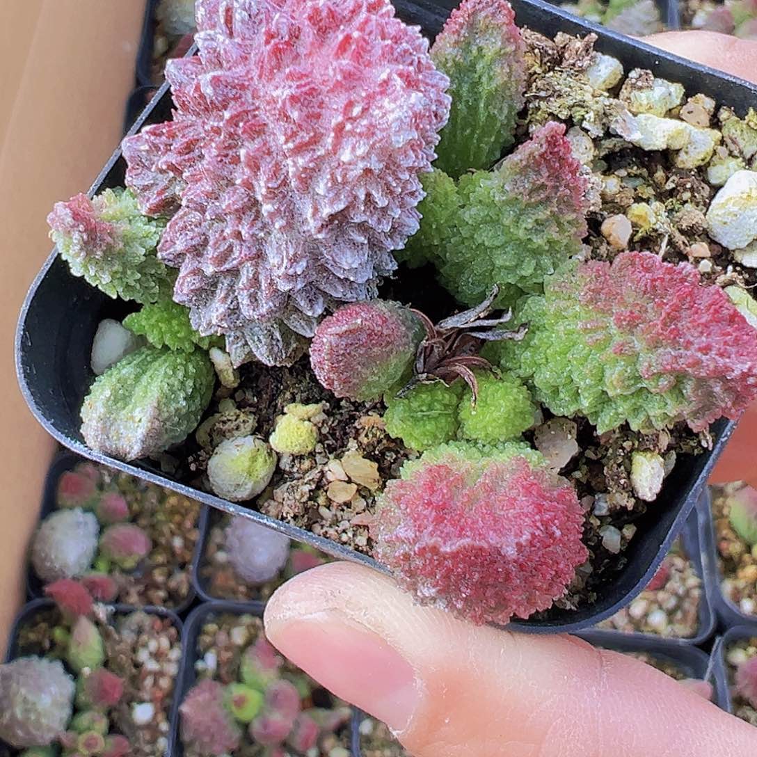 朱子玉19包邮多肉植物群