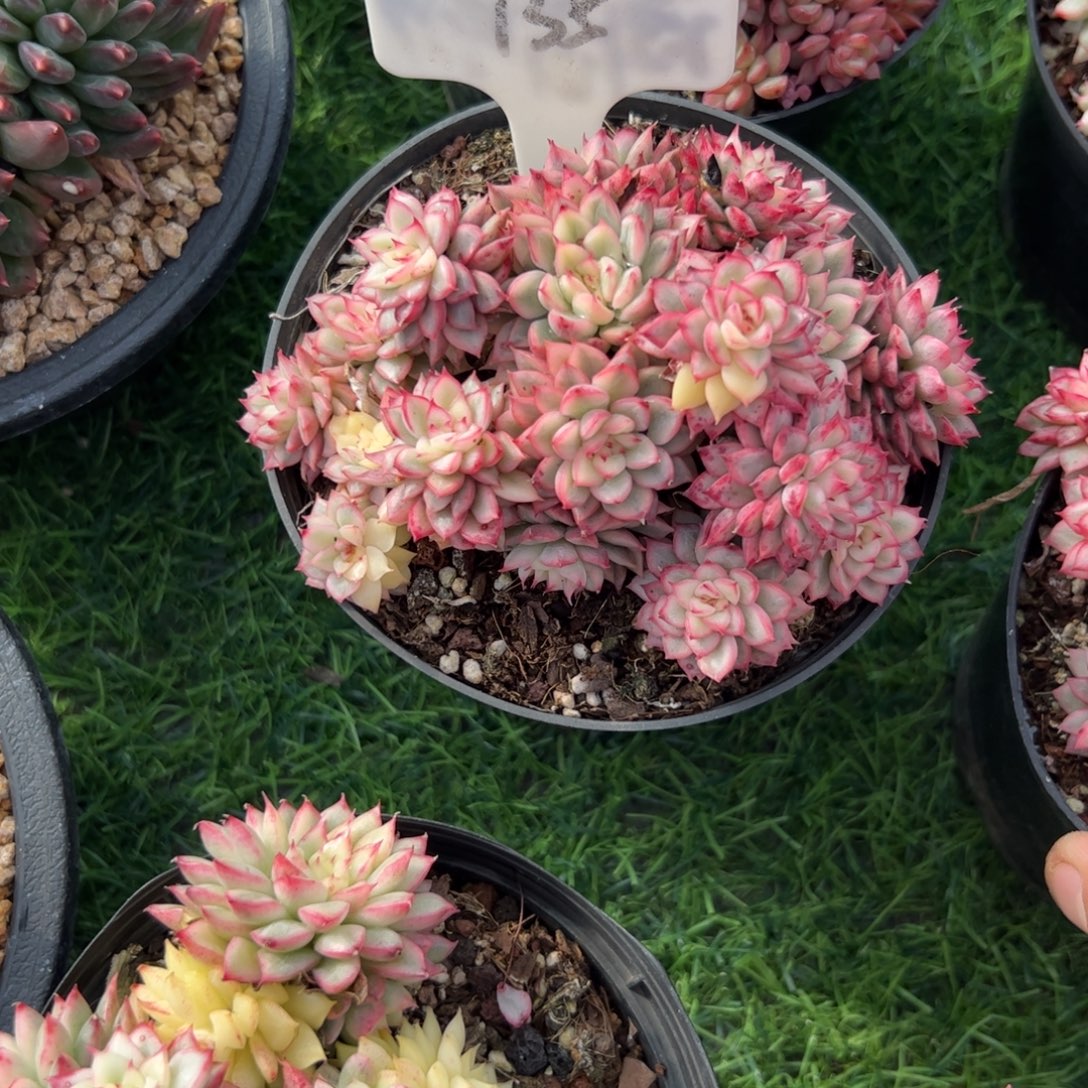 女厨锦多肉植物保护研究所