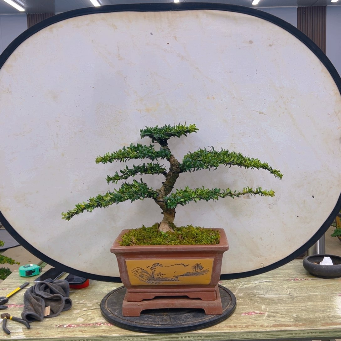 盆景红芽菊花珍珠罗汉松