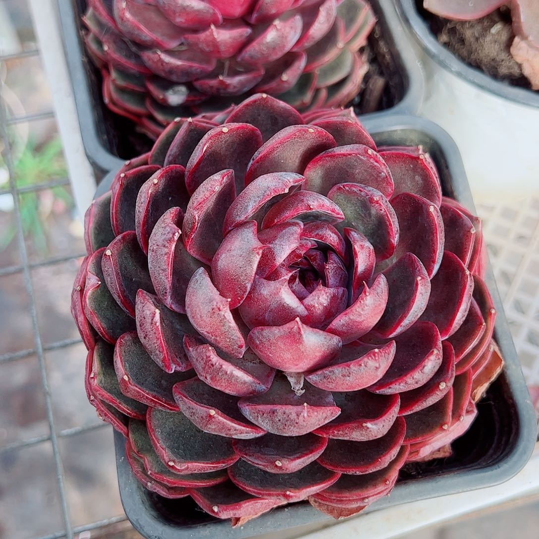 溜溜球大单头精品