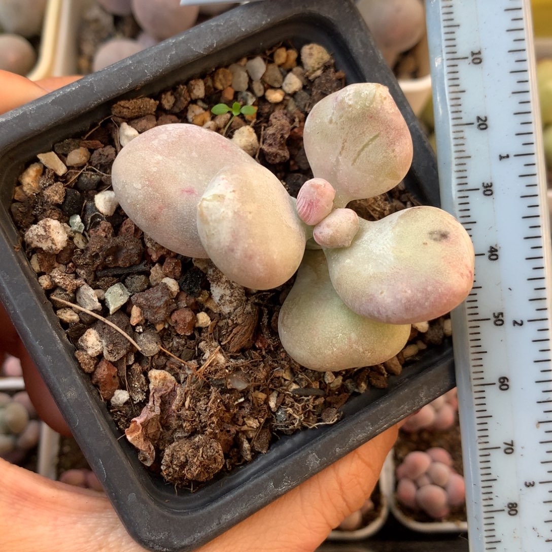 油煎韩国黄油 小书肉奶酪多肉 