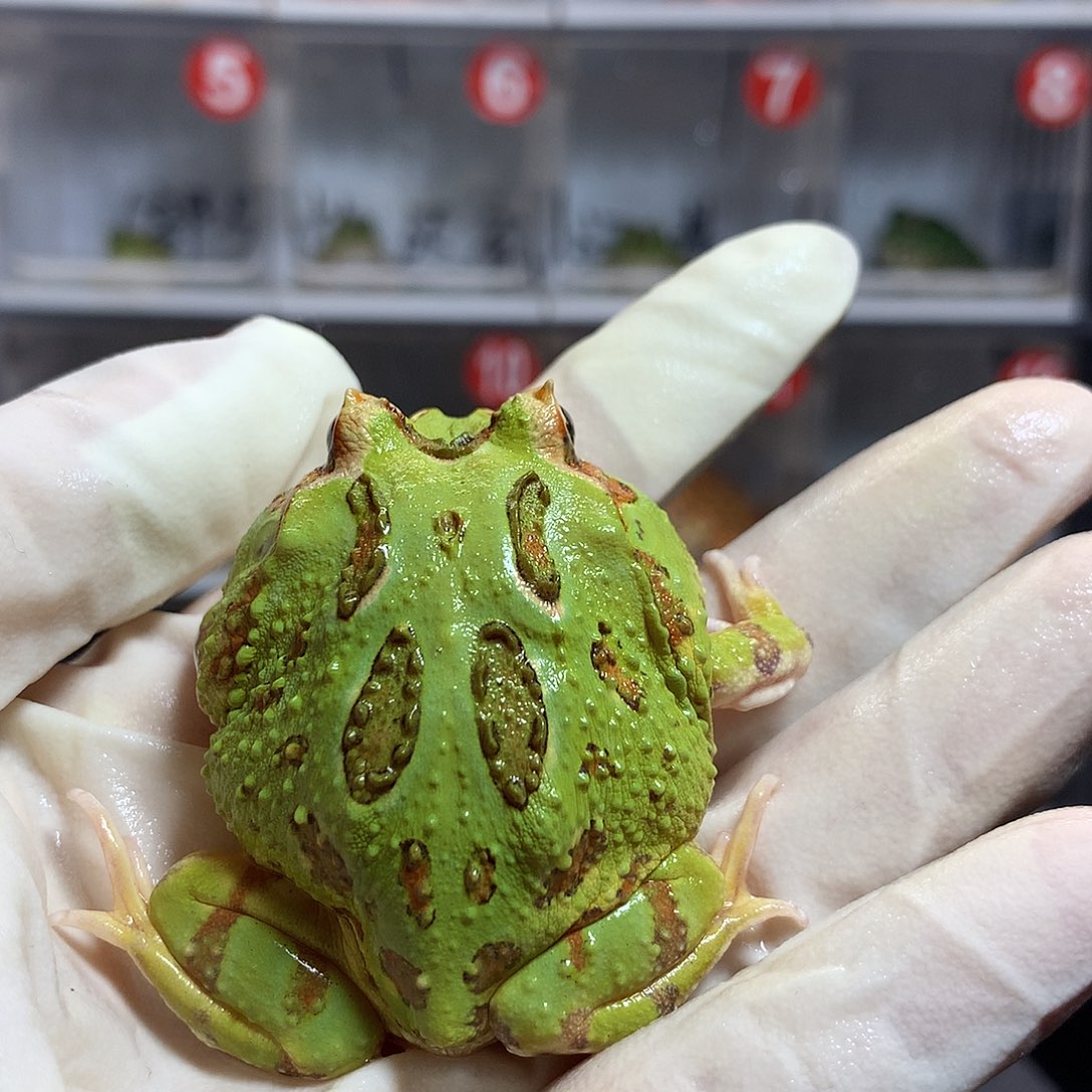 角蛙2711绿角绿角