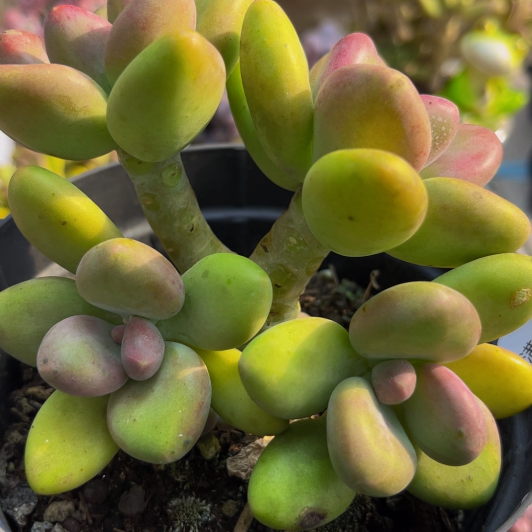 286/10cm芒果奶多肉植物