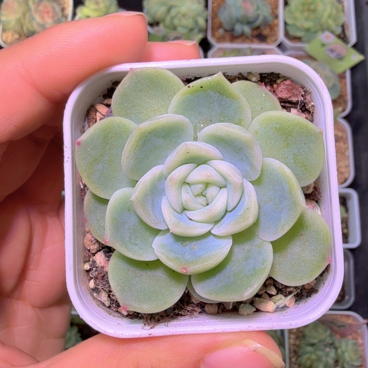 中***球开播福利白昼单头