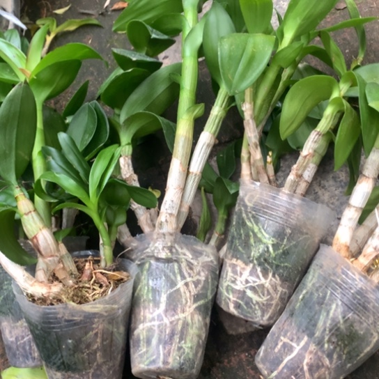 完全开放金公主大小5苗