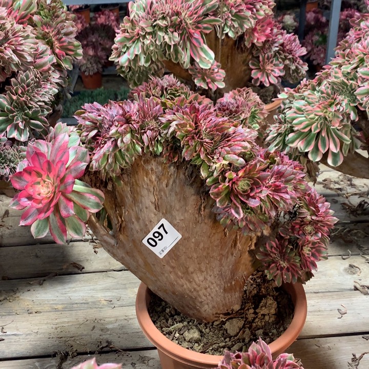 097倾城缀整版儿多肉法师