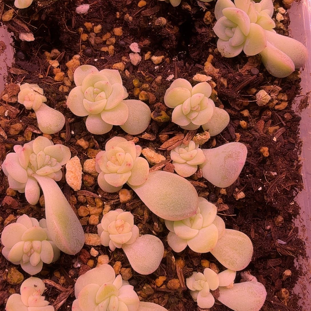 甜心5000叶插苗一颗随机发