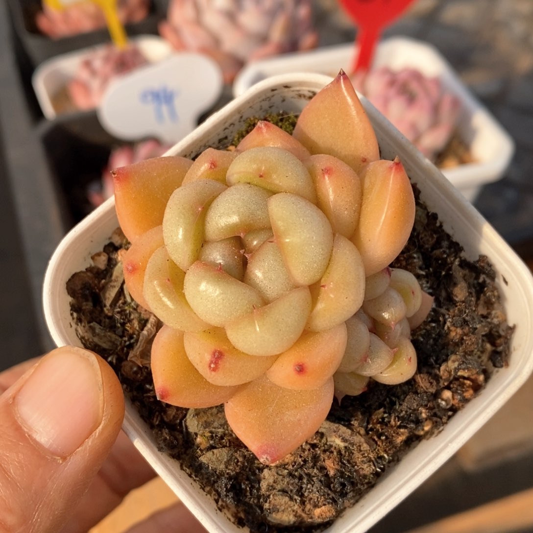 精品多肉一物一折不包整117