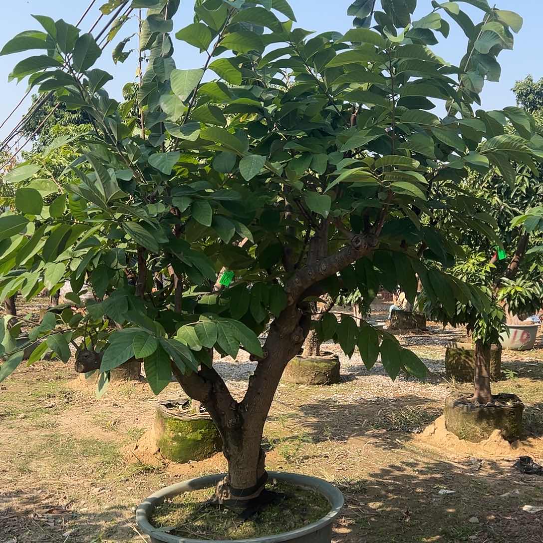 伍***完全开放果树果树2222