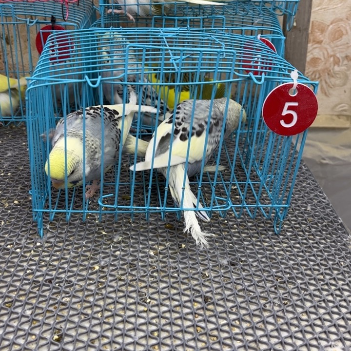 满***市虎皮鹦鹉虎皮鹦鹉