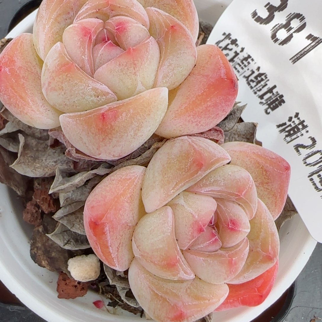 花语逸镜0206-381