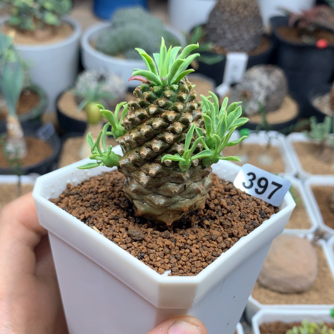 铁甲麒麟多肉脱土