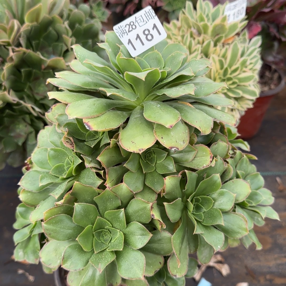 绿玫瑰多肉1181满28包邮断枝不包