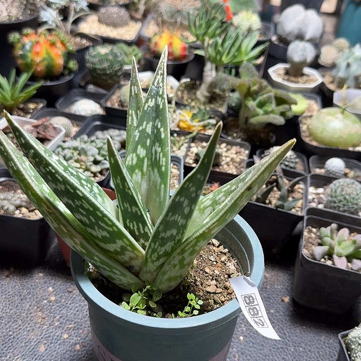 882千代田芦荟脱土发货