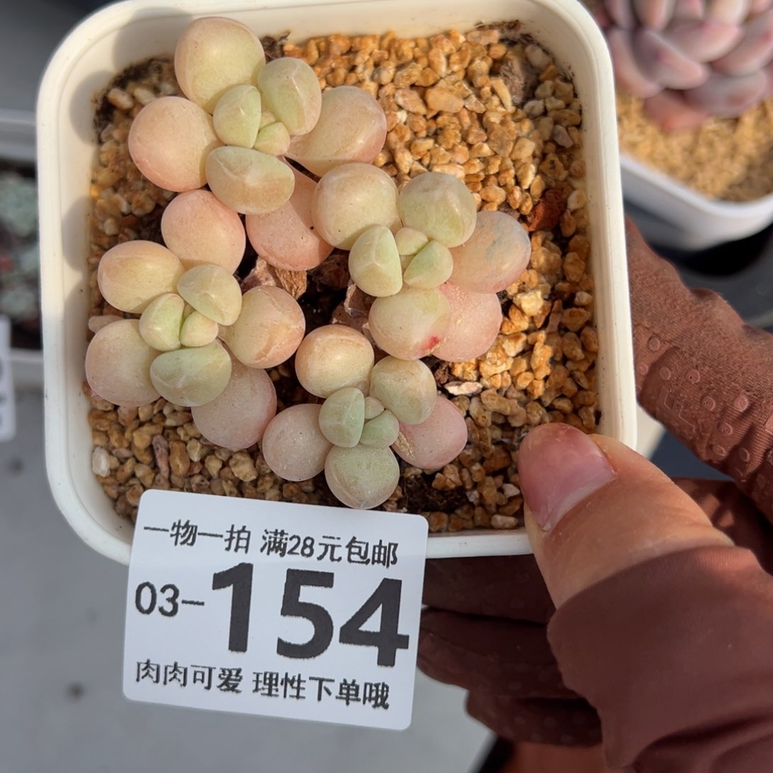 萤火虫奶多肉多肉