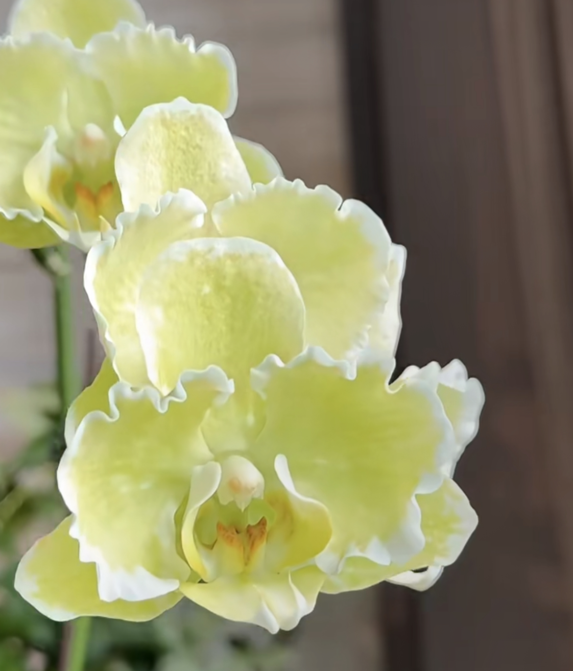 绿蕾丝蝴蝶兰好看好养多季节开花