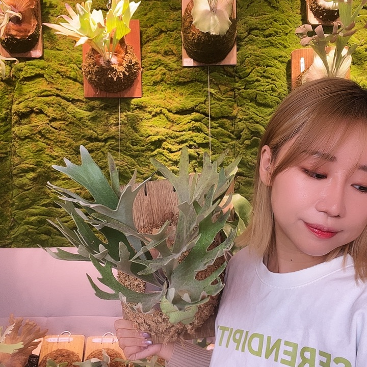 不开花植物塞尔索