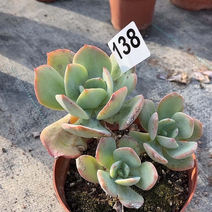 @****138白凤脱土发货不退不换