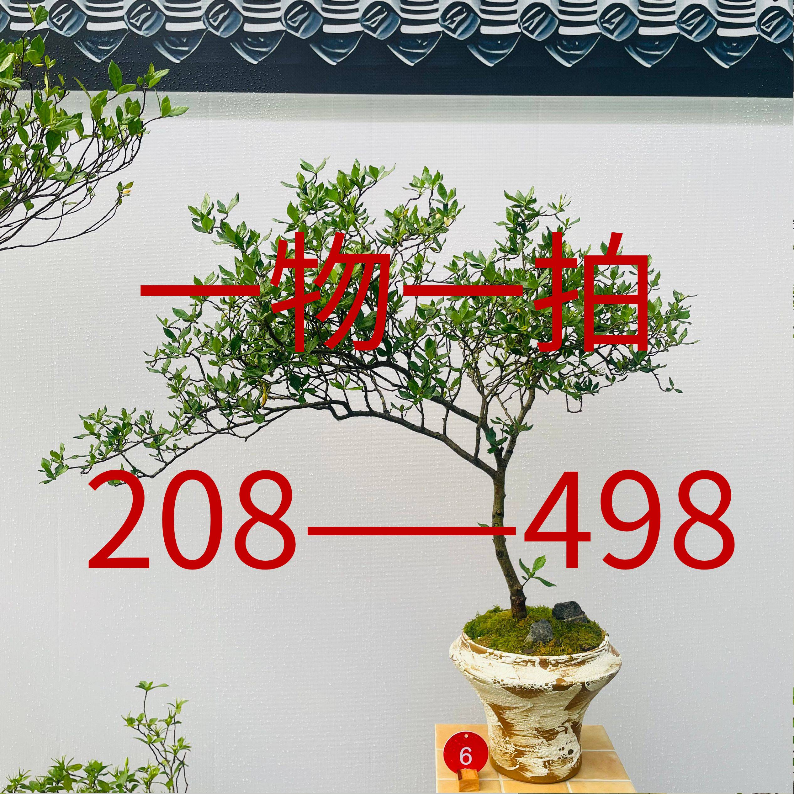 一物一拍海岛桩栀子花春花海岛绿植