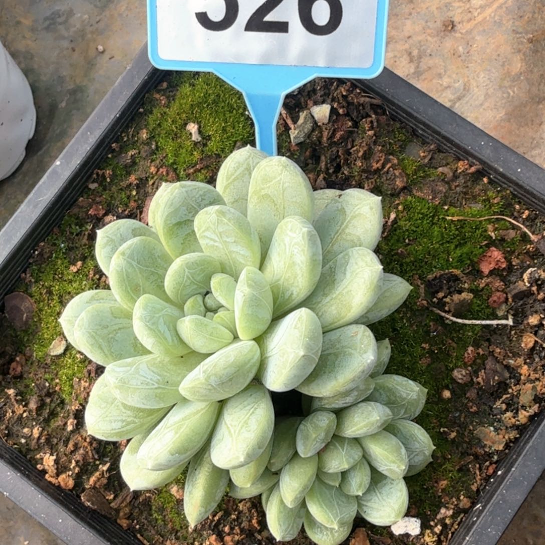 百搭翡翠多肉植物526
