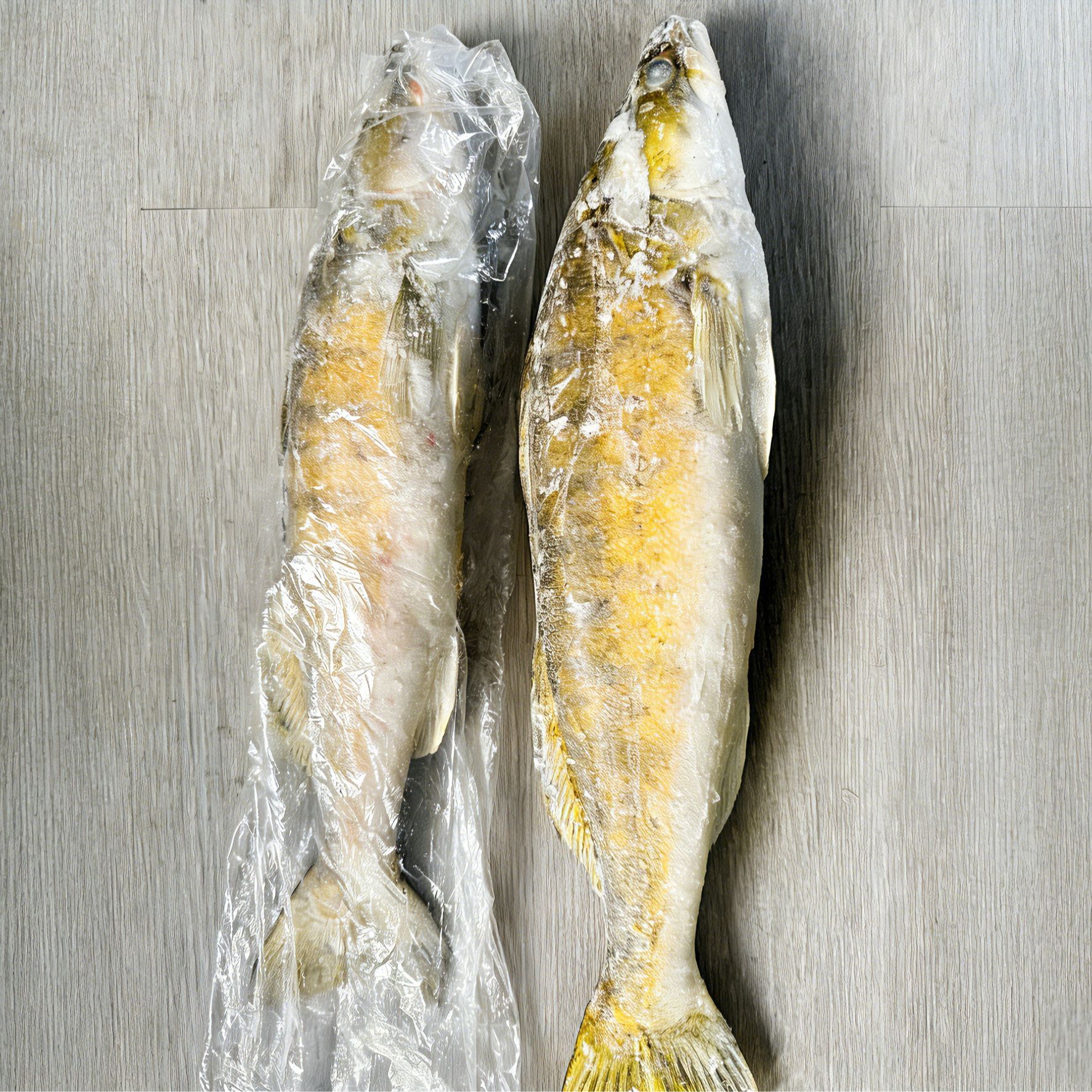  新鲜速冻整条兴凯湖折箩鱼（1.5-4斤）