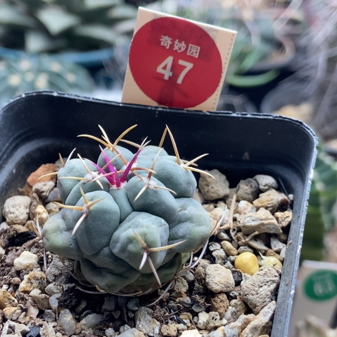 实生白肌天晃一棵