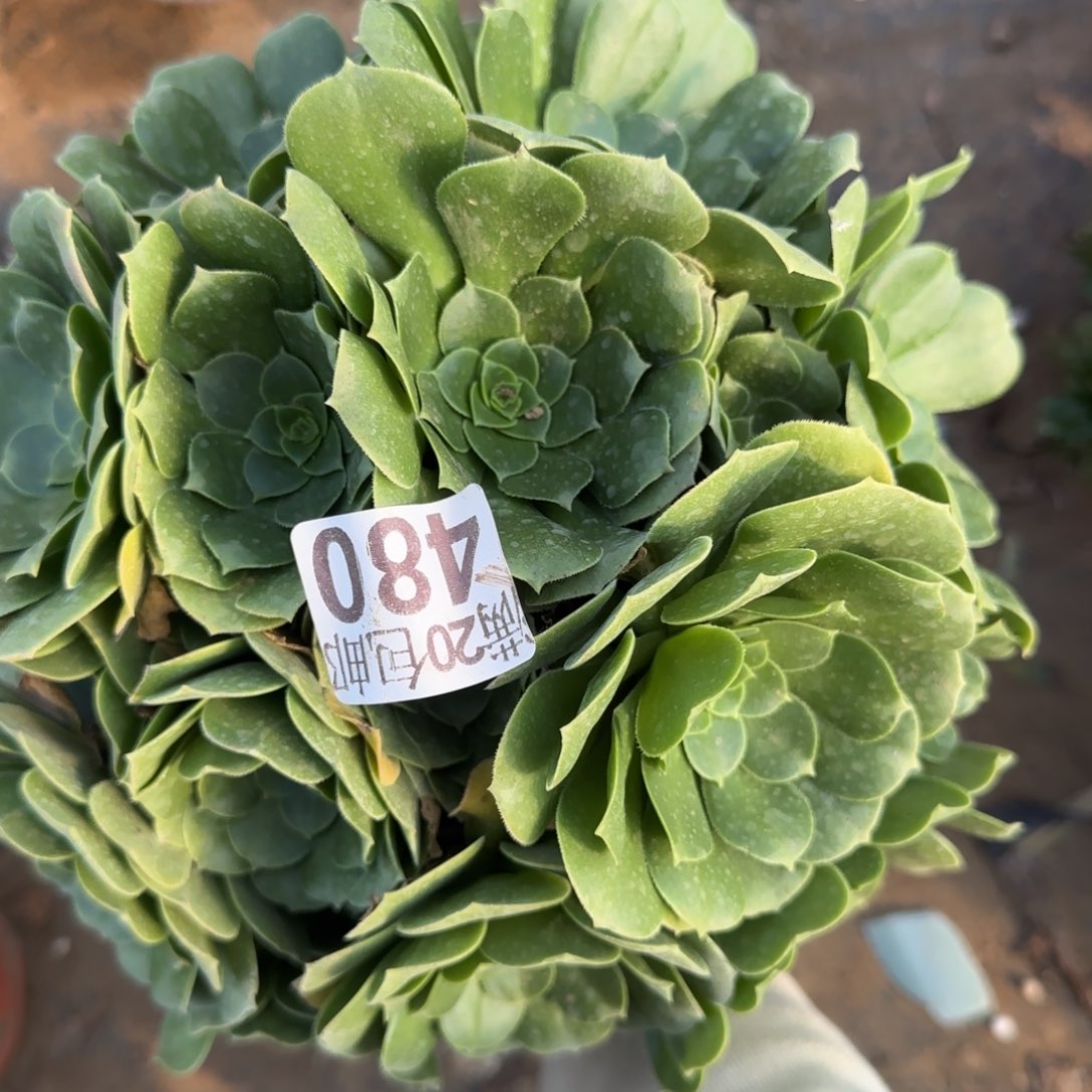 绿羊绒480满20包邮断枝不包