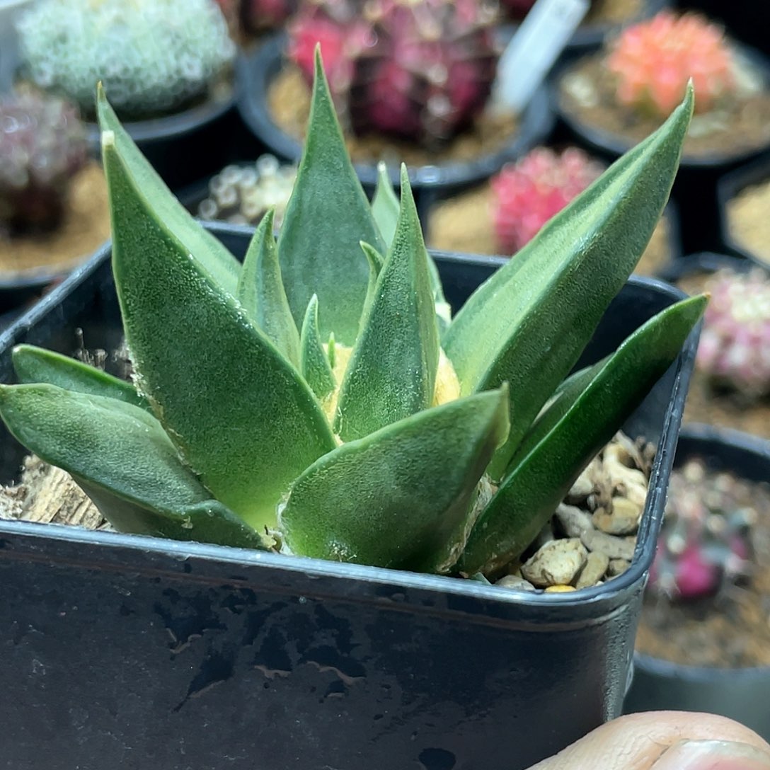 岩牡丹，实生龙牙