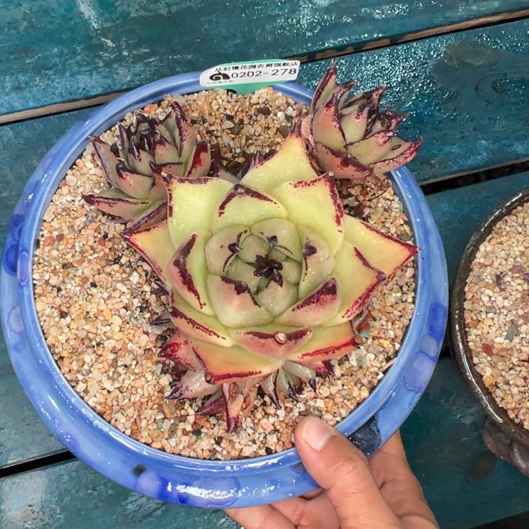 多肉一物一拍0202-278