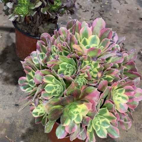 粉女巫绿体多肉植物002