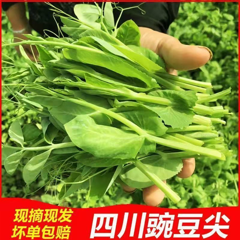 四川新鲜豌豆尖应季蔬菜火锅食材半斤1/2/3/4斤包邮