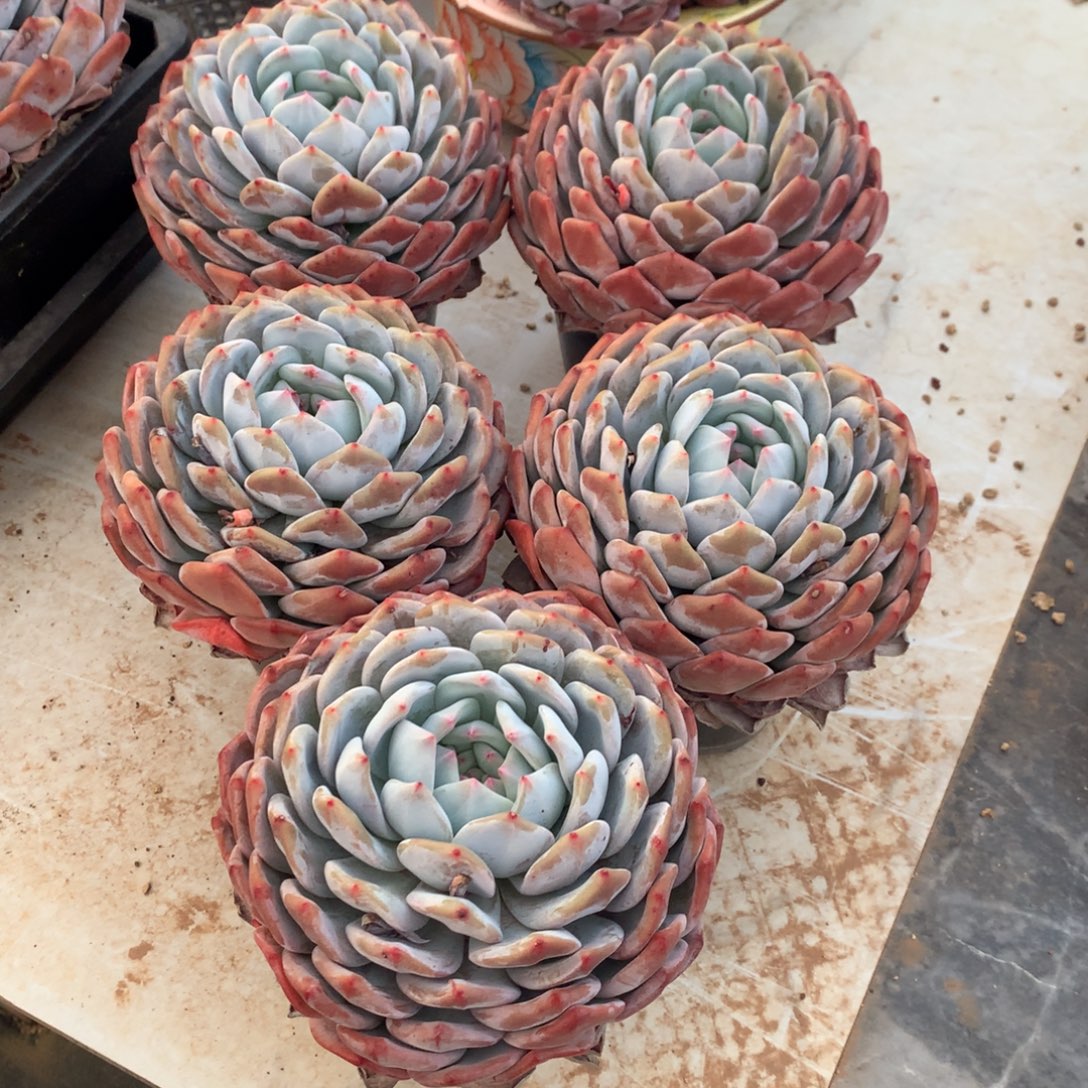 852橙子1111111111111