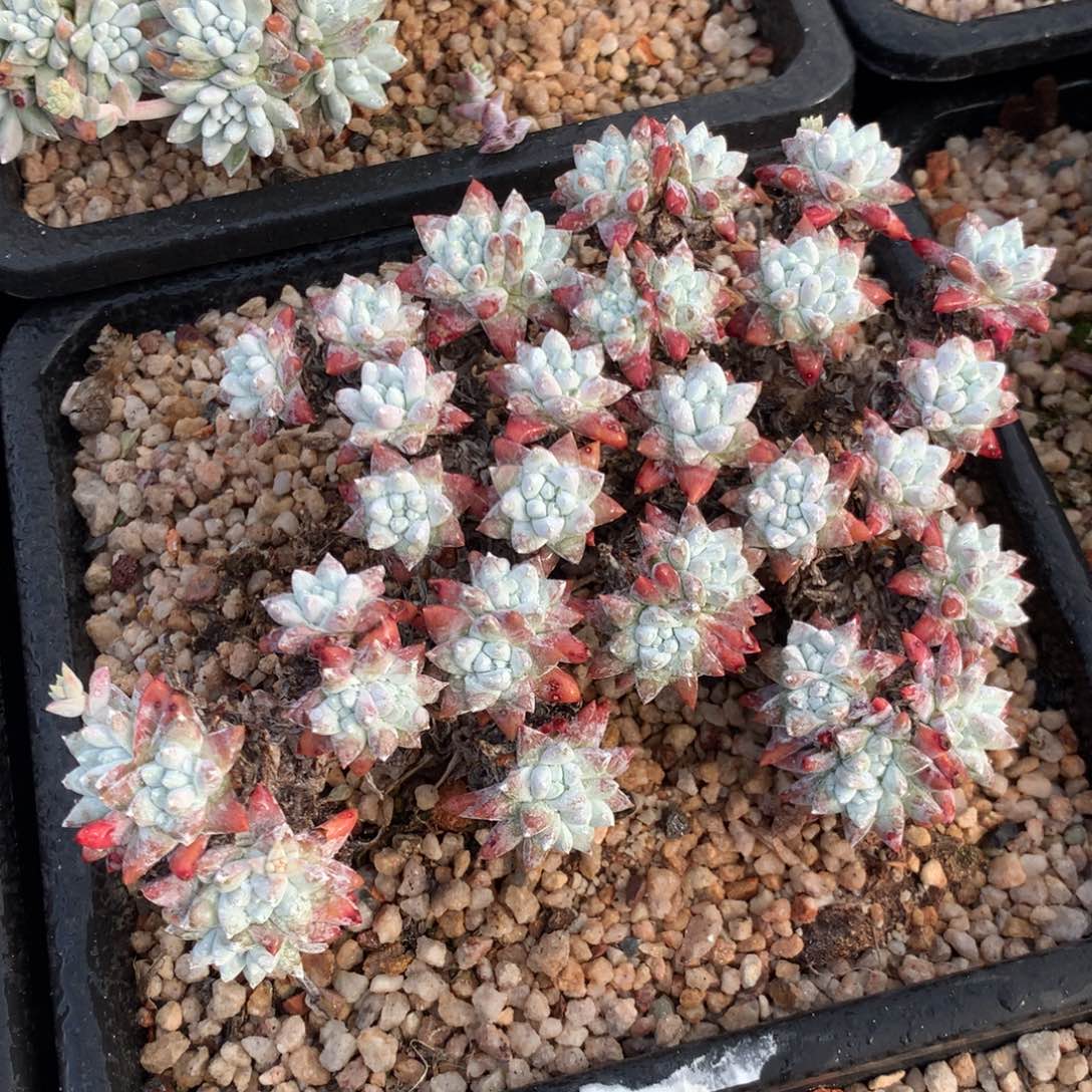 格诺玛，多肉植物
