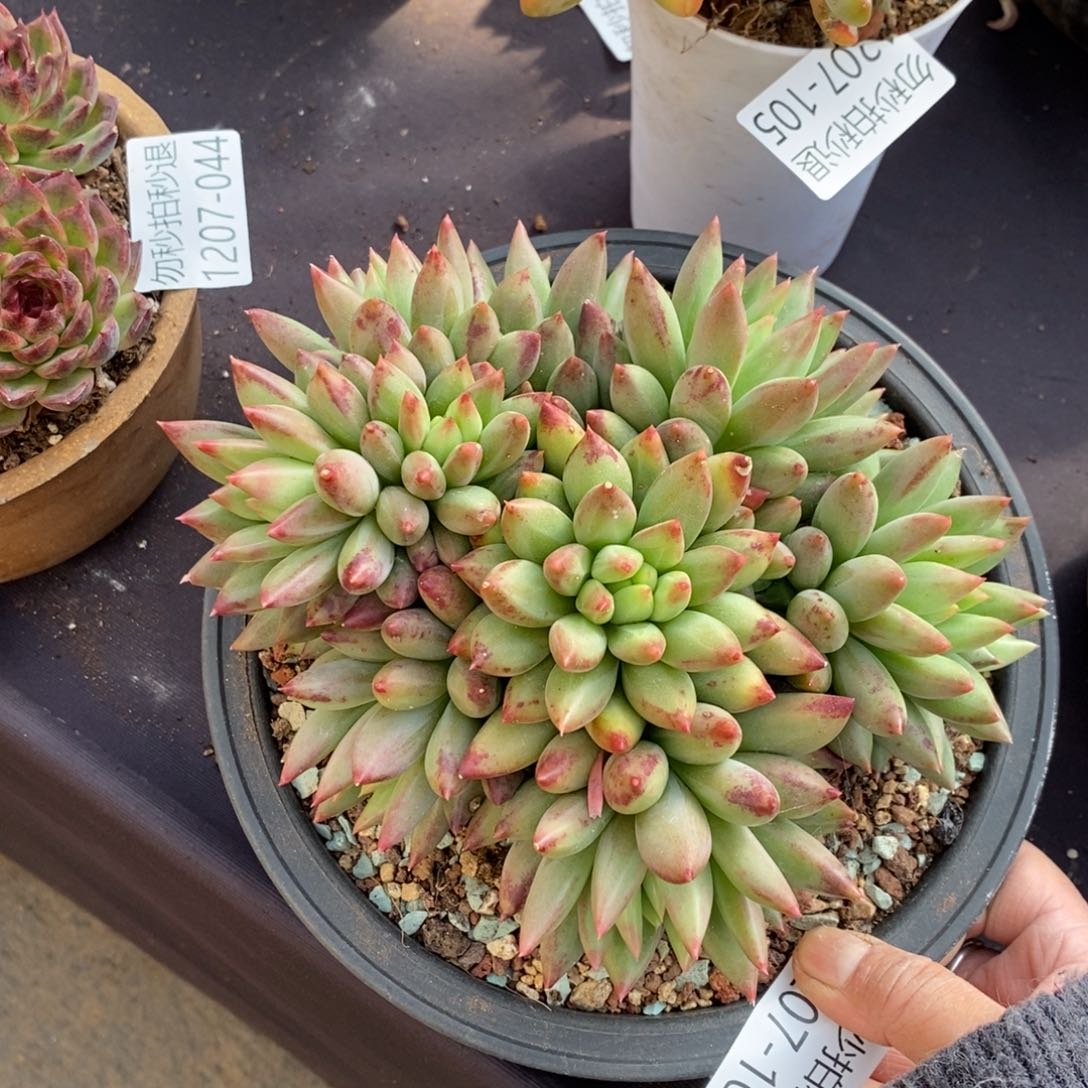 两单包邮1207-106二代虞美人