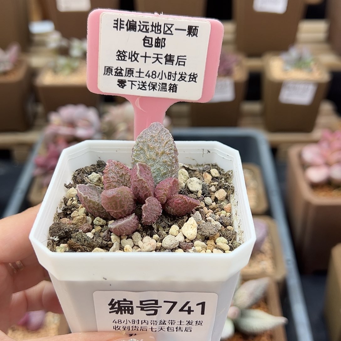741大鱼海棠多肉植物