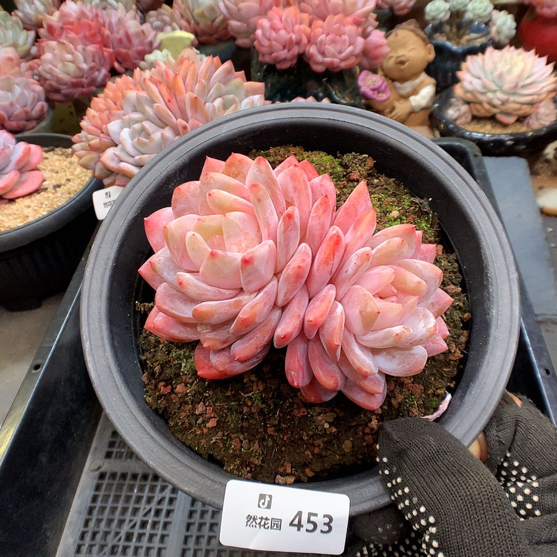 453玫瑰梦露多肉植物6666