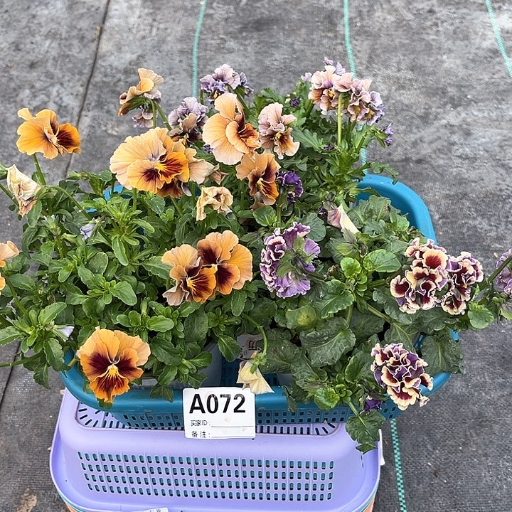 72号角堇清棚大盆3棵