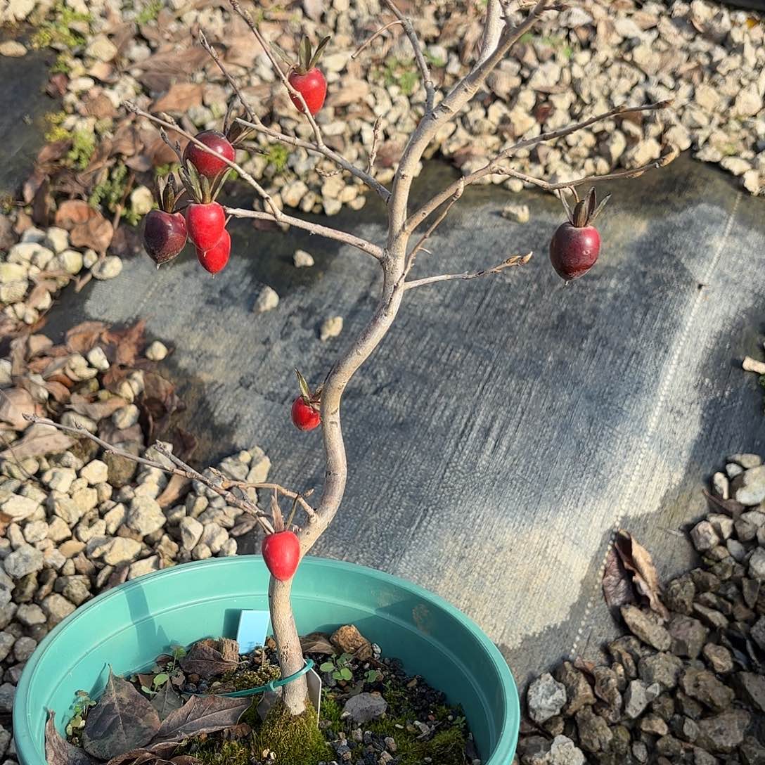 刚***红光哈哈哈哈哈哈哈哈哈