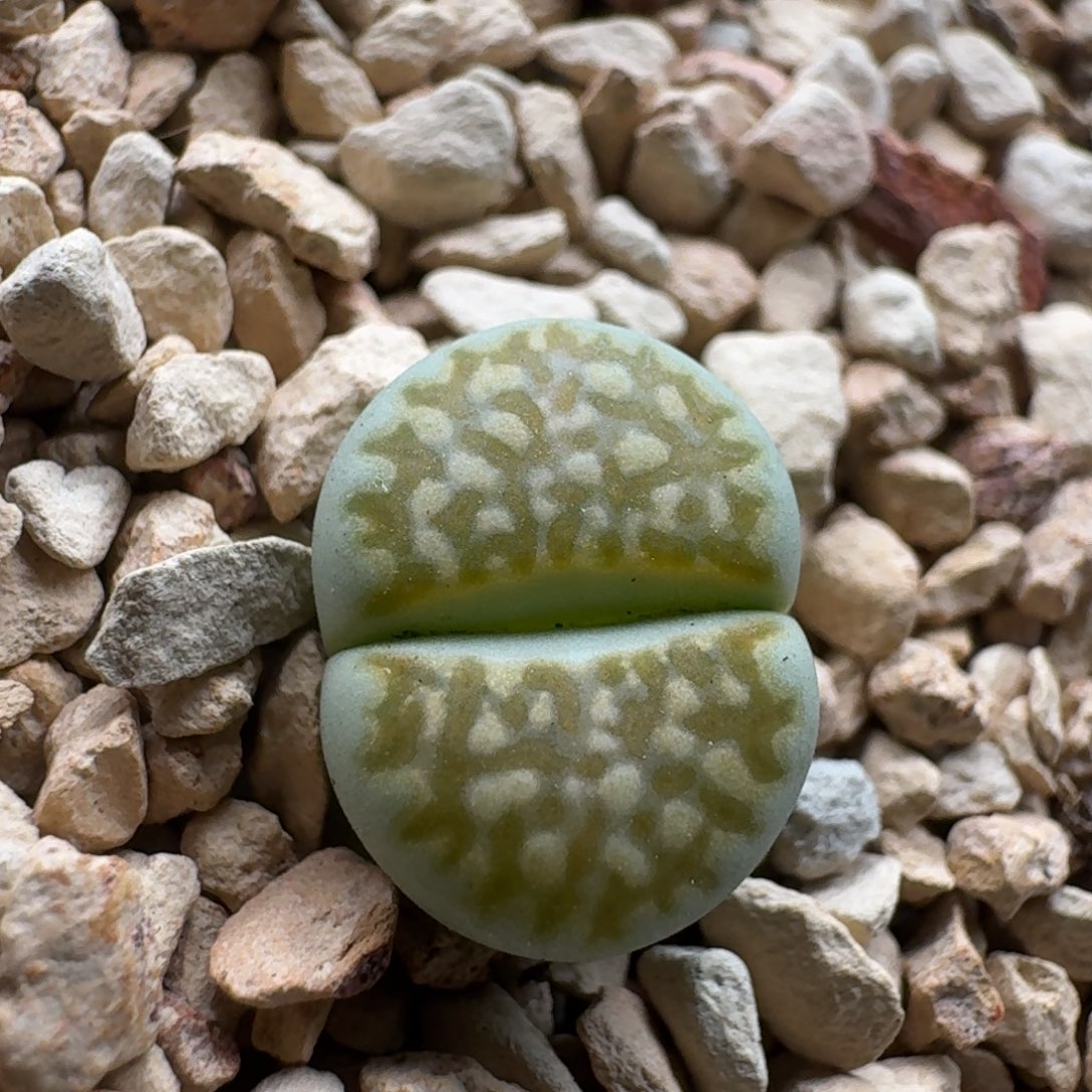 不***甜1122-053青柠生石花花