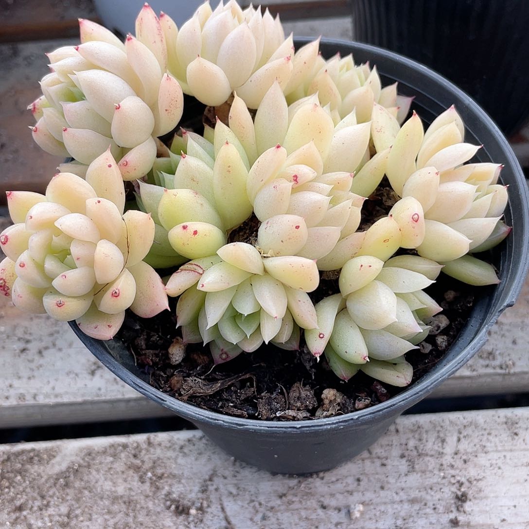 0407eco麦秆 六月六