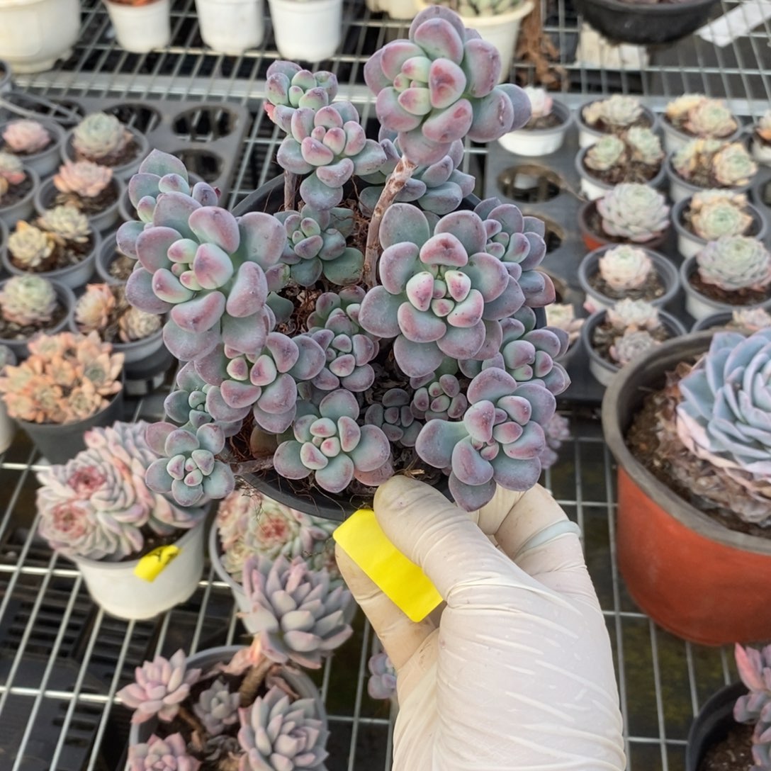 C***关100汤姆漫画一物一拍