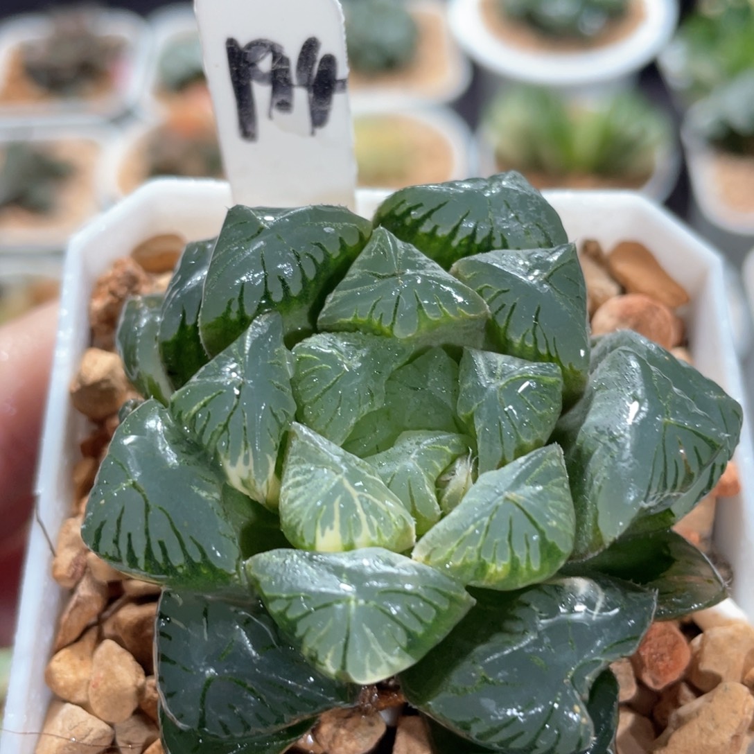 194关东大紫锦。     